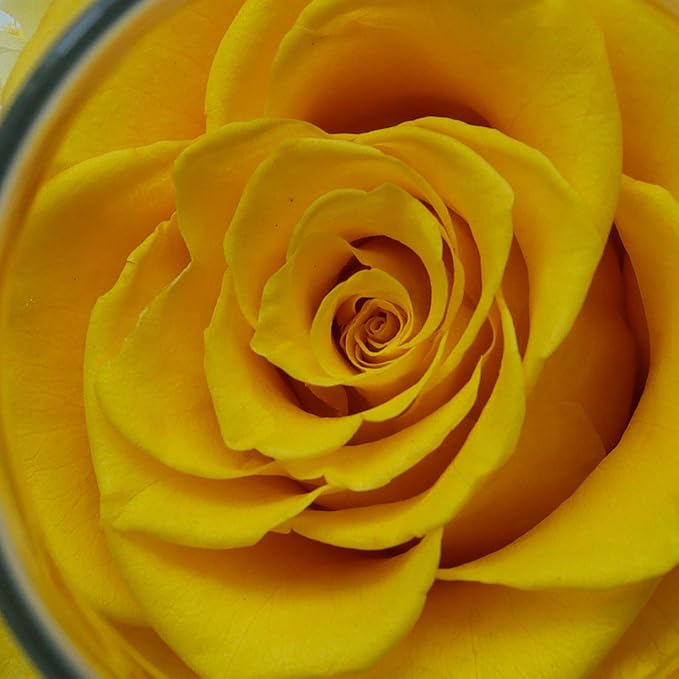 Preserved Real Roses with Colorful Mood Light Wishing Bottle,Eternal Rose，Never Withered Flowers, a Gifts for Women 4.3inch 1pcs (Yellow)