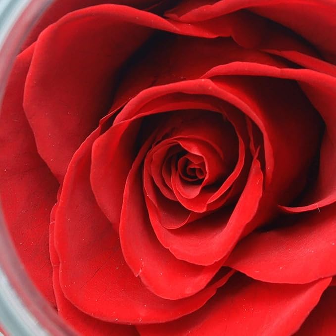 Preserved Real Roses with Colorful Mood Light Wishing Bottle, Eternal Rose，Never Withered Flowers, Table Decor,Christmas Anniversary Valentine's, Red 4.3inch, 1pcs